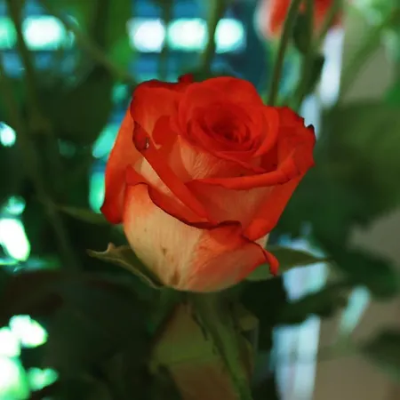 Adagio Theatre * سبليت