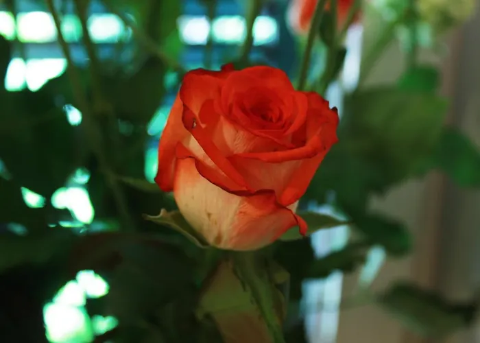 Adagio Theatre * Split